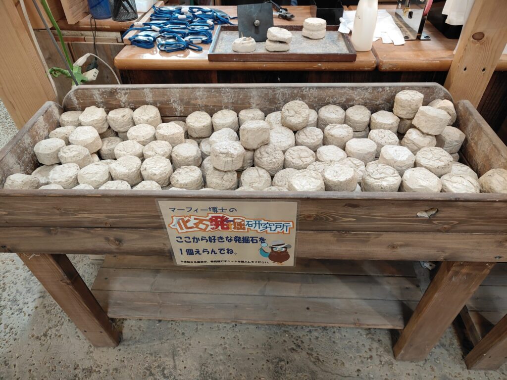 博石館の化石発掘体験