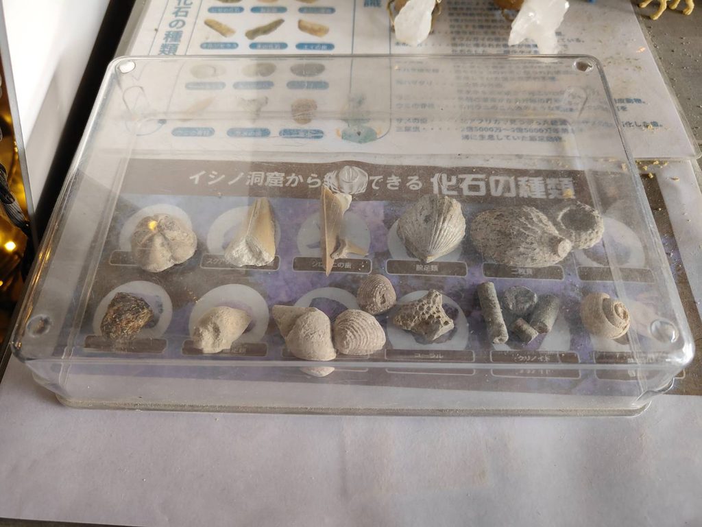 「Cobble(カブル)」イシノ洞窟の宝石探しで採れる化石の種類
